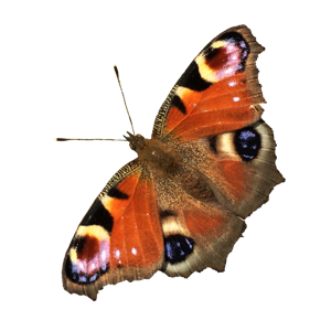 a butterfly